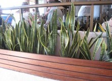 Kwikfynd Indoor Planting
budgewoipeninsula