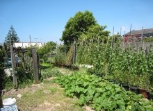 Kwikfynd Vegetable Gardens
budgewoipeninsula